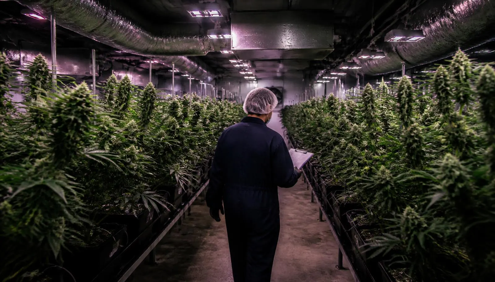 Licensed Colorado cannabis cultivation facility with rows of plants under commercial grow lighting